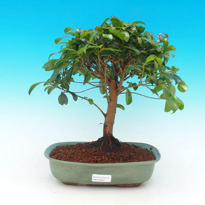 Pokojová bonsai -Australská třešeň PB21619 - 1