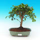 Pokojová bonsai -Australská třešeň PB21619 - 1/4