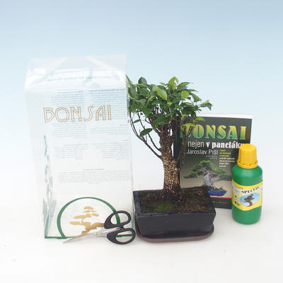 Zimmer-Bonsai in einem Geschenkkarton, Ficus retusa - Ficus malolistý