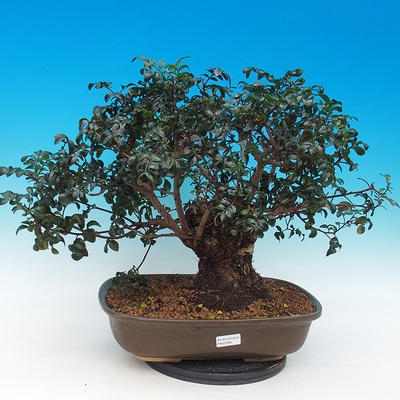Zimmer bonsai- Pistachios - 1
