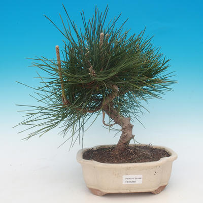 Pinus thunbergii - Kiefer thunbergova