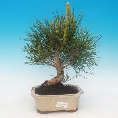 Pinus thunbergii - Kiefer thunbergova