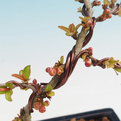 Outdoor bonsai - Chaneomeles japonica - Japoński pigwa - 1