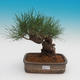 Pinus thunbergii - Kiefer thunbergova - 1/4