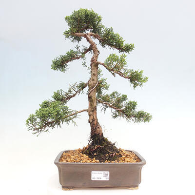 Outdoor-Bonsai - Juniperus chinensis Kishu - Chinesischer Wacholder - 1