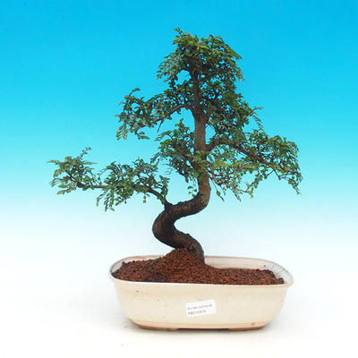 Pokojová bonsai -Malolistý jilm - P215952 - 1