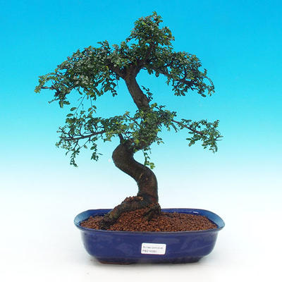Pokojová bonsai -Malolistý jilm - P215952 - 1