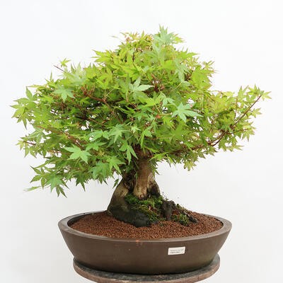 Bonsai im Freien – Ahorn – Acer palmatum – NUR PALETTENTRANSPORT - 1