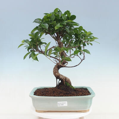 Zimmerbonsai - Ficus kimmen - kleinblättriger Ficus