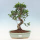 Zimmerbonsai - Ficus kimmen - kleinblättriger Ficus - 1/3