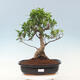Zimmerbonsai - Ficus kimmen - kleinblättriger Ficus - 1/4