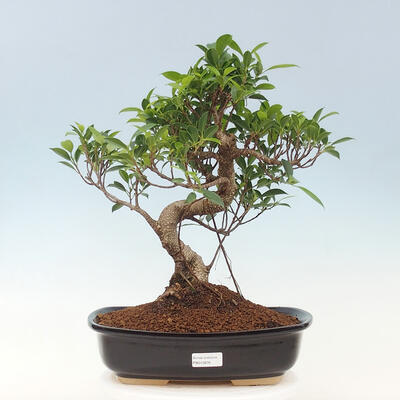 Zimmerbonsai - Ficus kimmen - kleinblättriger Ficus - 1