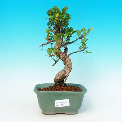 Zimmer-Bonsai - malolistý Ficus PB216391 - 1