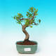 Pokojová bonsai - malolistý fíkus PB216390 - 1/2