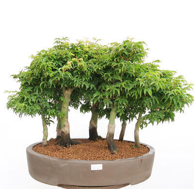 Bonsai im Freien - Acer palmatum SHISHIGASHIRA - Kleinblättriger Ahornwald - 1