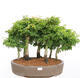 Bonsai im Freien - Acer palmatum SHISHIGASHIRA - Kleinblättriger Ahornwald - 1/4