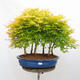 Bonsai im Freien - Acer palmatum Aureum - Palmblättriger Goldwaldahorn - 1/4