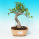 Pokojová bonsai - malolistý fíkus PB216390 - 1/2