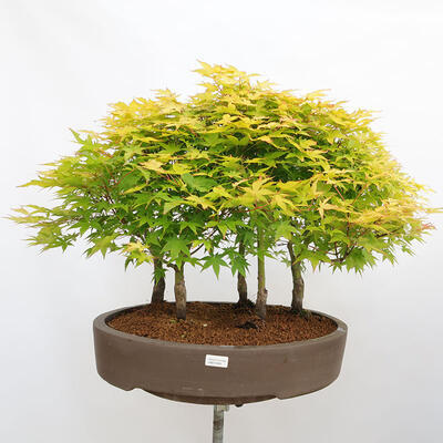Bonsai im Freien - Acer palmatum Aureum - Palmblättriger Goldwaldahorn - 1