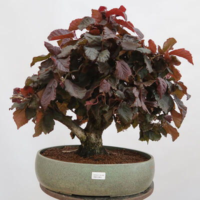 Bonsai im Freien - Corylus Avellana Red Majestic - Haselnuss - 1