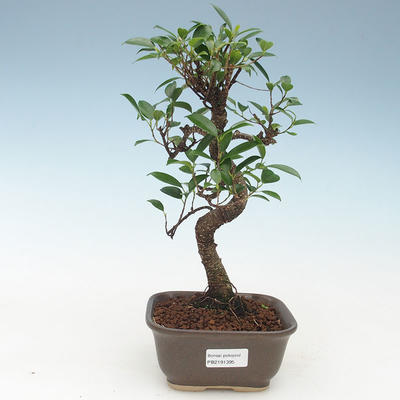 Indoor Bonsai - Ficus kimmen - kleiner Blattficus 414-PB2191395