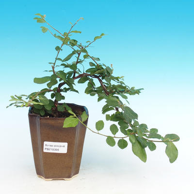 Zimmer Bonsai - Grewia occidentalis - Seestern Lavendel - 1