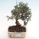 Indoor-Bonsai - Olea europaea sylvestris - Europäisches kleinblättriges Olivenöl - 1/5