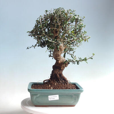 Indoor-Bonsai - Olea europaea sylvestris - Europäisches kleinblättriges Olivenöl - 1