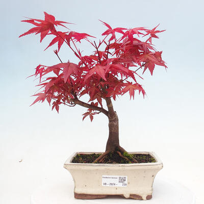Bonsai im Freien - Acer palmatum DESHOJO - 1