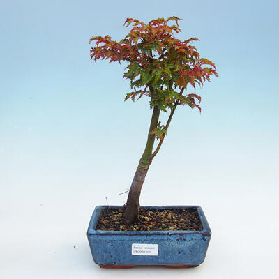 utdoor-Bonsai - Acer palmatum Shishigashira - 1