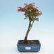 utdoor-Bonsai - Acer palmatum Shishigashira - 1/3