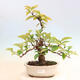 Bonsai im Freien - Pseudocydonia sinensis - Chinesische Quitte - 1/6