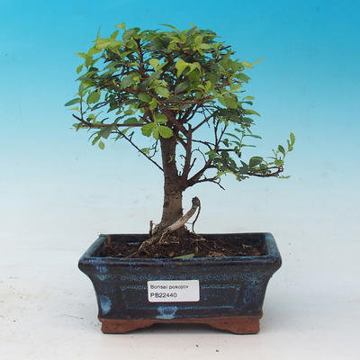 Zimmerbonsai - Ulmus parvifolia - Lesser Elm - 1