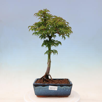 Bonsai für den Außenbereich – Acer palmatum SHISHIGASHIRA – Kleinblättriger Ahorn - 1