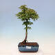 Bonsai für den Außenbereich – Acer palmatum SHISHIGASHIRA – Kleinblättriger Ahorn - 1/2
