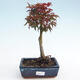 Outdoor-Bonsai - Acer palmatum Shishigashira - 1/3