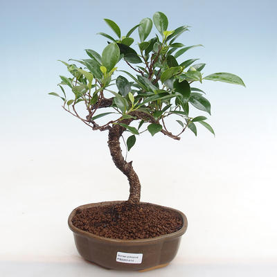 Indoor-Bonsai - Ficus retusa - kleinblättriger Ficus - 1