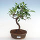 Indoor-Bonsai - Ficus retusa - kleinblättriger Ficus - 1/2