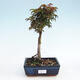 Outdoor-Bonsai - Acer palmatum Shishigashira - 1/3
