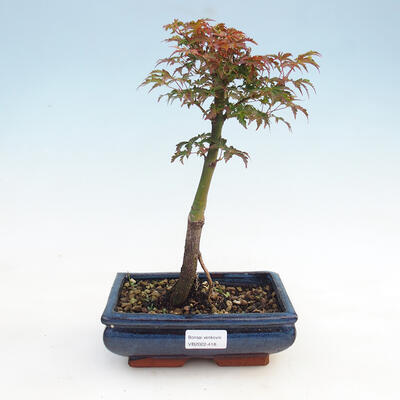 Outdoor-Bonsai - Acer palmatum Shishigashira - 1