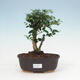 Indoor bonsai -Ligustrum retusa - small-leaved bird's beak - 1/3