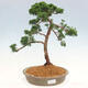 Outdoor-Bonsai - Juniperus chinensis Kishu - Chinesischer Wacholder - 1/4
