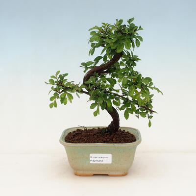 Innenbonsai - Ulmus parvifolia - kleine Blattulme - 1