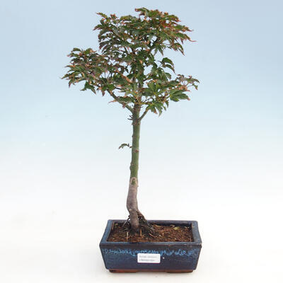 Outdoor-Bonsai - Acer palmatum Shishigashira - 1