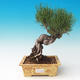 Im Freien Bonsai-Pinus Thunbergii - Thunberg-Kiefer - 1/3