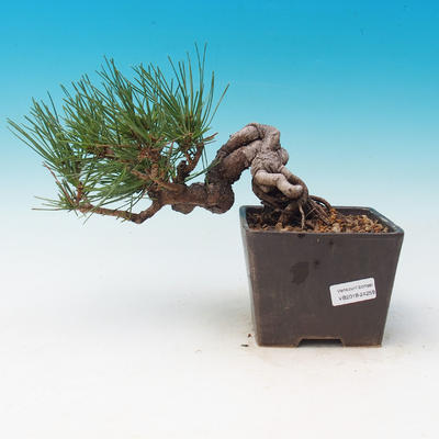 Im Freien Bonsai-Pinus Thunbergii - Thunberg-Kiefer - 1