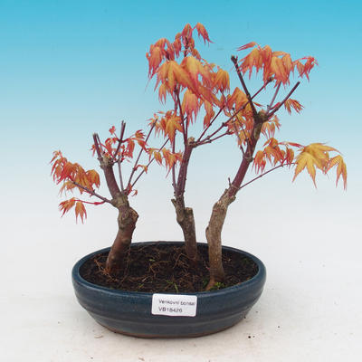 Outdoor-Bonsai - dlanitolistý orange Ahorn - Acer palmatum Katsura - 1