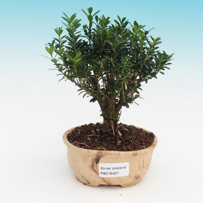 Zimmer Bonsai - Buxus harlandii - verkorkt Buxus - 1