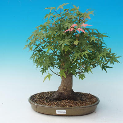 Bonsai im Freien - Acer palmatum - Afrikanischer Ahorn - 1