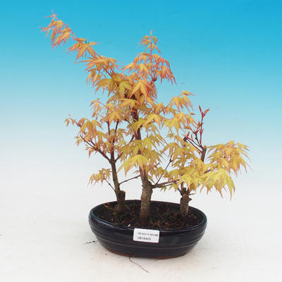 Outdoor-Bonsai - dlanitolistý orange Ahorn - Acer palmatum Katsura - 1
